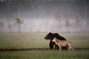 Related Images Mouse Mat Collection: Brown bear (Ursus arctos) and Grey wolf (Canis lupus) together in wetlands, Kuhmo