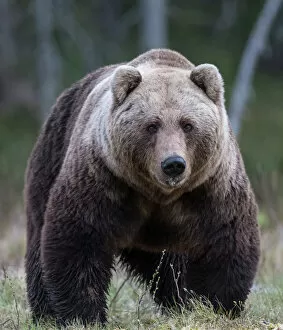 Brown Bear Fine Art Print Collection: Brown bear (Ursus arctos) male, portrait. Martinselkonen, Kainuu, Finland. June