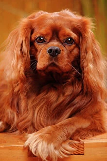 Catalogue6 Collection: Cavalier King Charles Spaniel, male with ruby coat