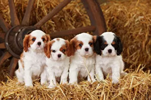 Domestic Animal Collection: Cavalier King Charles Spaniel puppies aged 7 weeks, with tricolour and blenheim colouration
