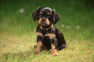 Related Images Mouse Mat Collection: Cavalier King Charles Spaniel, puppy, black-and-tan, 6 weeks, sitting on grass, wearing
