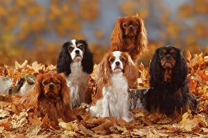 Dogs Greetings Card Collection: Five Cavalier King Charles Spaniel sitting, black-and-tan, tricolour, blenheim and ruby coated