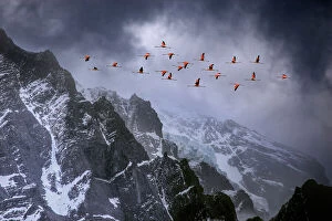 Landscape paintings Photographic Print Collection: Chilean flamingos (Phoenicopterus chilensis) in flight over mountain peaks with glacier in