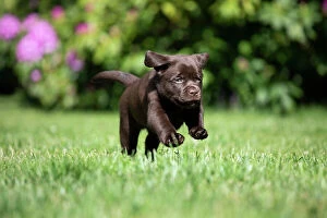Eastern Usa Collection: Chocolate Labrador retriever puppy running on garden lawn, Rhode Island, USA. May