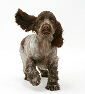 Puppy Collection: Chocolate roan Cocker Spaniel puppy, Topaz, 12 weeks, running with ears flapping