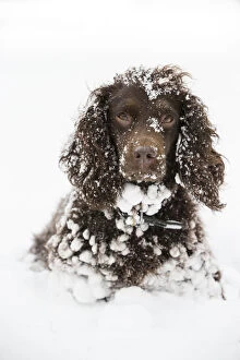 Domesticated Collection: Chocolate working cocker spaniel in snow, Wiltshire, UK
