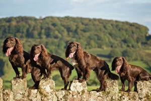 Monmouth Jigsaw Puzzle Collection: Four chocolate working cocker spaniels on wall. Mother and offspring. Monmouth, Monmouthshire