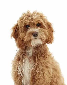 Domesticated Collection: Cockapoo puppy, aged 18 weeks, portrait