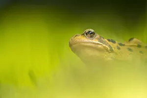 European Common Frog Collection: Common frog (Rana temporaria) portrait, Broxwater, Cornwall, UK. June