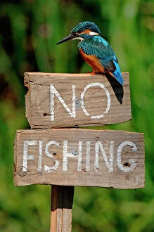 Nature-inspired paintings Poster Print Collection: Common kingfisher on No Fishing sign (Alcedo atthis) UK