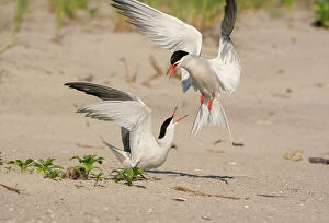 Sandy Beaches Collection: Two Common terns (Sterna hirundo) in middle of aggressive encounter as one lands near nest with