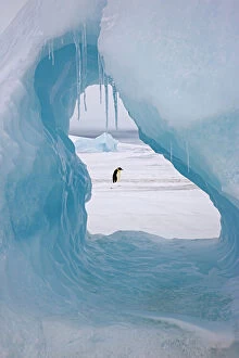 Antarctic Collection: Emperor penguin (Aptenodytes forsteri) viewed through hole in iceberg at Snow Hill Island rookery