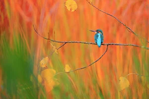 Common Kingfisher Metal Print Collection: Eurasian kingfisher (Alcedo atthis) perched on branch in autumn, Sierra de Grazalema Natural Park