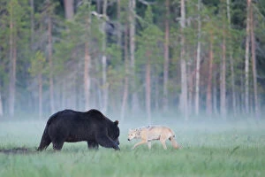 Brown Bear Canvas Print Collection: European grey wolf (Canis lupus) interacting with a European brown bear (Ursus arctos) Kuhmo