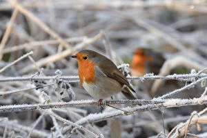 Flycatcher Collection: Two European robins (Erithacus rubecula) perched among hoar frosted vegetation