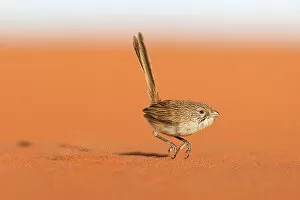 Northern Hopping-mouse Collection: Eyrean Grasswren (Amytornis goyderi) in typical hopping motion, Andado Station