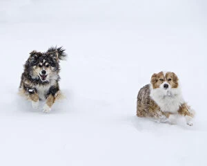 30 Nov 2006 Glass Coaster Collection: Female Red Merle and Red Tricolor Australian Shepherd dogs running in snow, Longmont