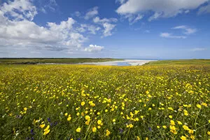 Spermatophyte Collection: Flowering machair, South Uist, Outer Hebrides, Scotland, UK, July