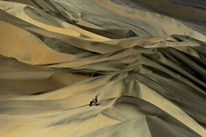 Nature landscapes Canvas Print Collection: Gemsbok (Oryx gazella) in sand dunes, Namibia