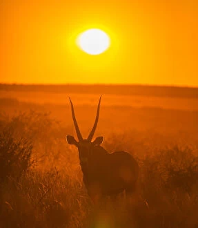 Catalogue6 Collection: Gemsbok (Oryx gazella) silhouetted at dawn, Kalahari Desert, Botswana