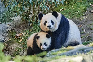Zoos Collection: Giant panda (Ailuropoda melanoleuca) cub Yuandudu, aged 8 months, sitting beside her mother