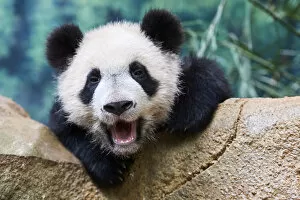 Baby Mammal Collection: Giant panda (Ailuropoda melanoleuca) cub yawning. Yuan Meng, first giant panda ever born in France