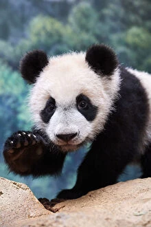 Giant Panda Metal Print Collection: Giant panda cub (Ailuropoda melanoleuca) portrait Yuan Meng, first giant panda ever born in France