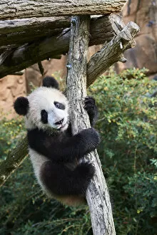 Giant Panda Premium Framed Print Collection: Giant Panda cub (Ailuropoda melanoleuca) climbing. Yuan Meng, first Giant panda even born in France