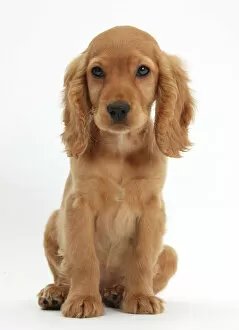 Canidae Collection: Golden Cocker Spaniel puppy, Maizy, sitting