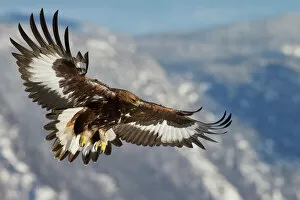 Flying Collection: Golden Eagle (Aquila chrysaetos) juvenile in flight, Norway, November