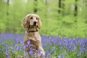 Canis Familiaris Collection: Golden working cocker spaniel puppy sitting amongst bluebells in beech woodland. Micheldever Woods
