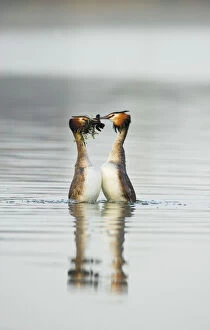 Related Images Photo Mug Collection: Great crested grebe (Podiceps cristatus) pair performing the weed dance