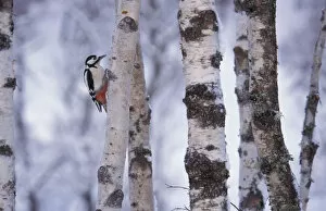 Dendrocopos Major Collection: Greater spotted woodpecker {Dendrocopus major} amongst Silver birch trunks, Scotland, U