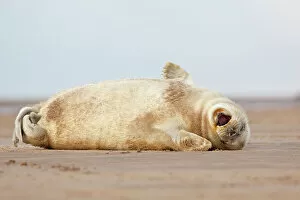 Lying On Side Collection: Grey seal (Halichoerus grypus) pup yawning. Donna Nook, Lincolnshire, UK. November