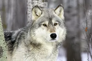 Carnivora Collection: Grey Wolf (Canis lupus), in forest, captive, USA