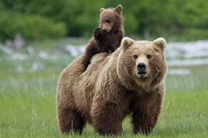 Katmai National Park Collection: Grizzly bear (Ursus arctos horribilis) female with cub riding on back, Katmai National Park