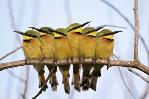 Pusillus Collection: Group of Little bee-eaters (Merops pusillus) perched side by side on branch in early morning