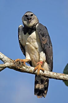 Wildlife art Collection: Harpy Eagle (Harpia harpyja) portrait. Gamboa, Soberania National Park, Panama