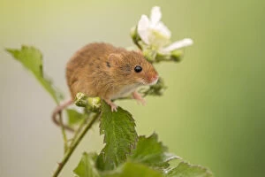 Rosales Collection: Harvest mouse (Micromys minutus) on Bramble (Rubus) plant, Devon, England, UK, May