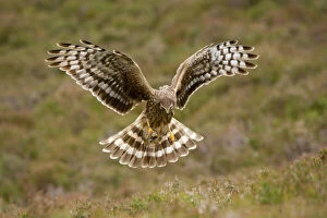 2020vison Collection: Hen harrier (Circus cyaneus) female hovering over moorland, Glen Tanar Estate, Deeside