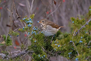 Related Images Collection: Hermit thrush (Catharus guttatus) feeding on blue juniper berry (cone)