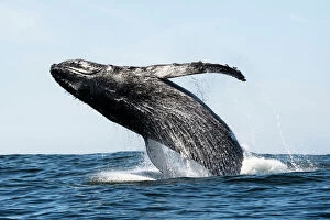 Ocean Collection: Humpback whale (Megaptera novaeangliae) breaching, near Hout Bay, South Africa