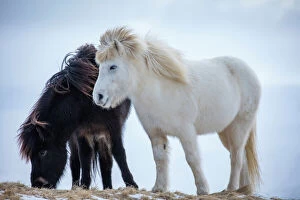 Domestic Animal Collection: Icelandic horses near Helgafell, Snaefellsness Peninsula, Iceland, March 2015