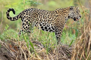 Jaguar Poster Print Collection: Jaguar (Panthera onca) standing on riverbank, Cuiaba River, Pantanal wetlands, Mato Grosso, Brazil