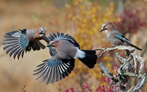 Fighting Collection: Jay (Garrulus glandarius), two fighting in mid-air with another observing. Norway. October
