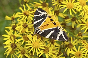 Lewisham Collection: Jersey tiger moth (Euplagia quadripunctaria) with less common yellow colour variation