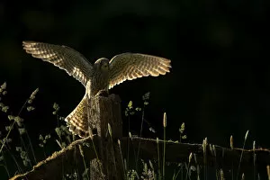Artifical Light Collection: Kestrel (Falco tinnunculus), juvenile, with its prey on fence post in late evening light