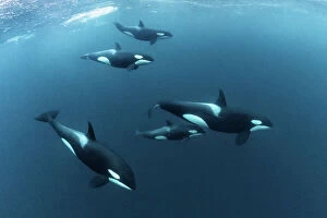 Herring Metal Print Collection: Killer Whales / Orcas (Orcinus orca)