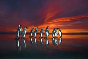 Related Images Canvas Print Collection: King penguins (Aptenodytes patagonicus) at sunrise, Falklands