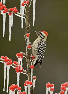 Picidae Collection: Ladder-backed Woodpecker (Picoides scalaris), adult male perched on icy branch of Possum Haw Holly
